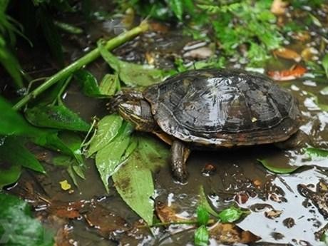 An endemic turtle species in central Vietnam raised under semi-wild conditions at Cuc Phuong Turtle Conservation Centre. (Photo: VNA)