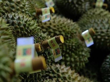 Lam Dong durian exported to China (Photo: VNA)