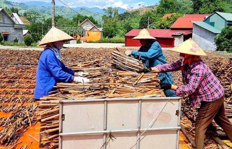 Processing dried cinnamon for export