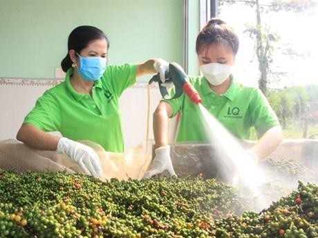Pepper being cleaned by workers of Loc Quang Cooperative in Binh Phuoc province. (Photo: VNA)