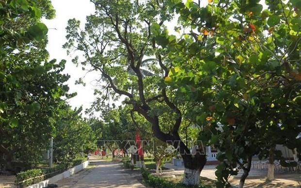 Green trees on Sinh Ton island. (Photo: VNA)