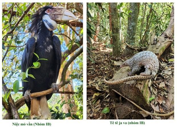 The wreathed hornbill (left) and Sunda pangolin were among the animals recently released into the Bu Gia Map National Park. (Photo courtesy of the park)