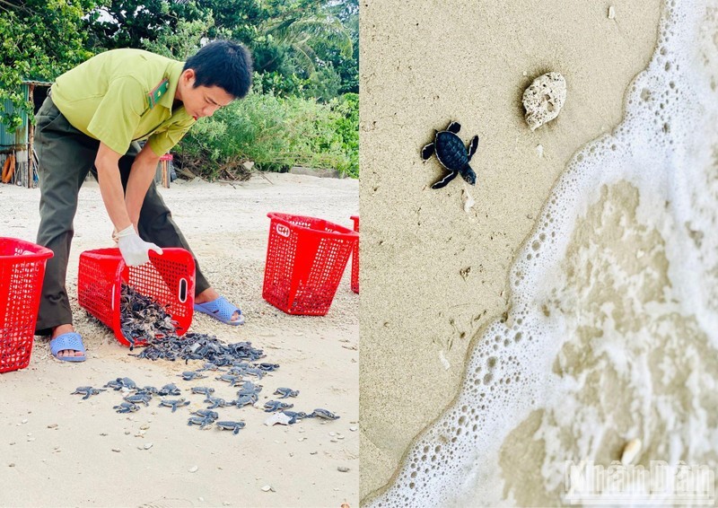 Releasing sea turtles into the wild in Con Dao. (Photo: MAI LUU)