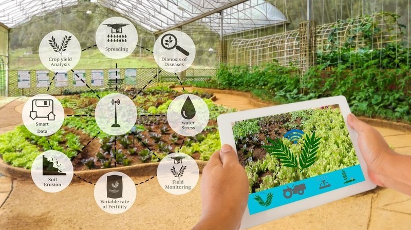 AI applied in agricultural production helps to improve productivity and reduce costs. (Illustrative photo) 