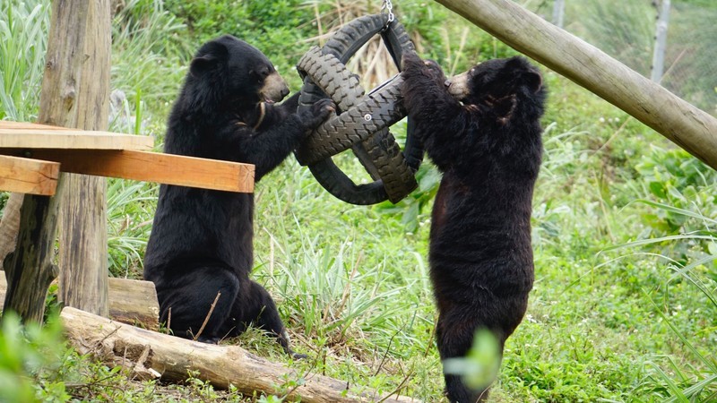 Bears at Bear Sanctuary Ninh Binh.