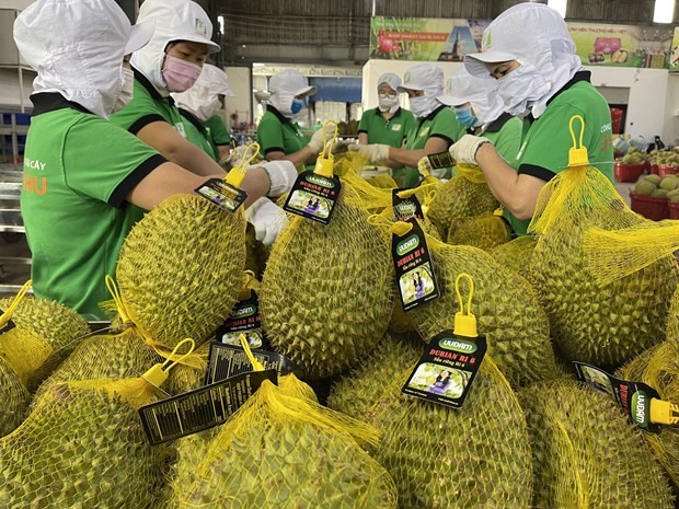Vietnam’s durian exports are expected to see a boom in the time ahead. (Photo: VNA)