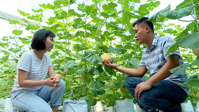 Nguyen Viet Lam (Khang Nhat Commune, Son Duong District, Tuyen Quang Province) with a greenhouse melon garden.