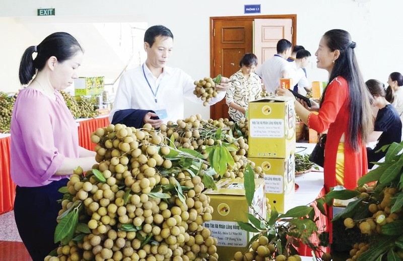 Hung Yen province supports trade promotion and consumption of Hung Yen Longan
