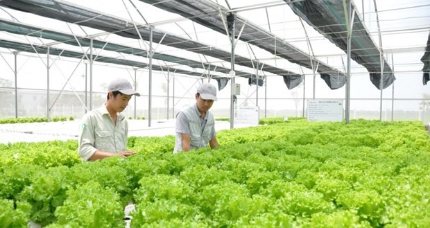 Vietnamese agriculture is gradually innovating, replacing traditional production methods (Photo: nongnghiep.vn)