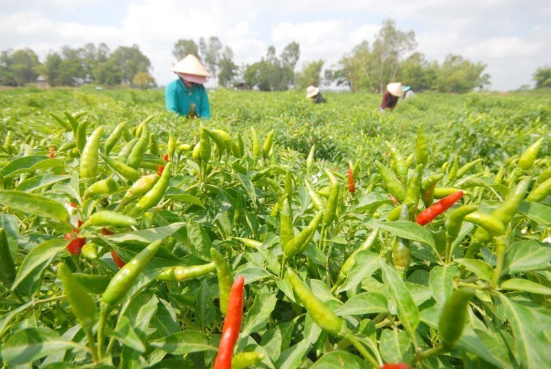 Exporting chili peppers to RoK must comply with separate regulations on phytosanitary.