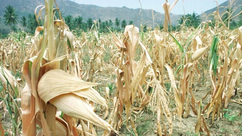Corn fields dry up as Philippine South Grapples with El Nino. (Photo: AFP/VNA)