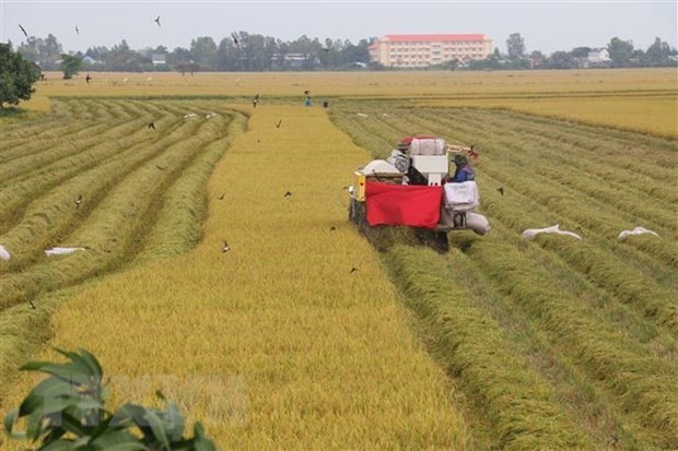 Farmers harvest autumn-winter rice crop in Tan My commune, Thanh Binh district, Dong Thap province. (Photo: VNA)