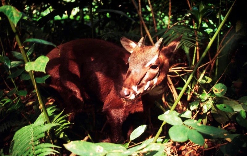 A female saola about 4-5 months old at the botanical garden of the Institute of Investigation and Forest Planning, Ministry of Agriculture and Rural Development. (Photo: David Hulse/WWF)