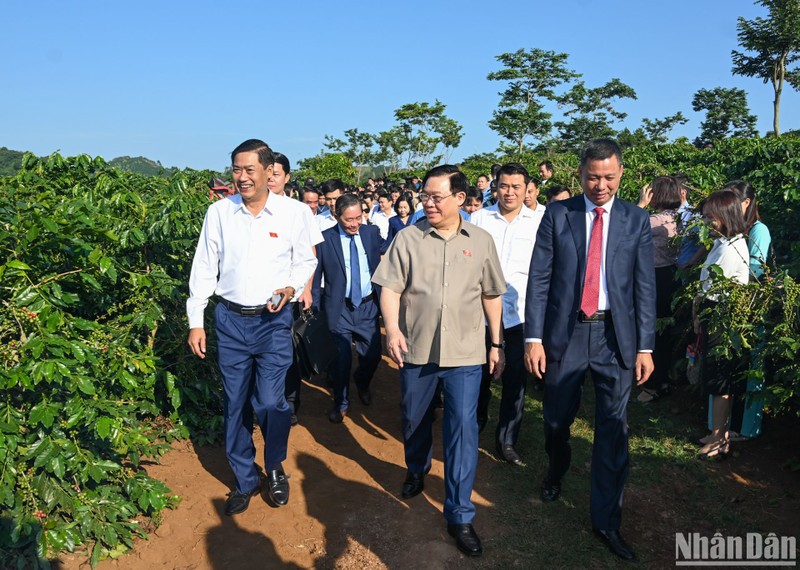 Chairman of the National Assembly Vuong Dinh Hue visits the coffee farms in Hoang Van Thu village, Hua La commune, Son La City.