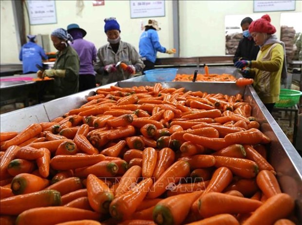 Classifying carrots for export (Photo: VNA)
