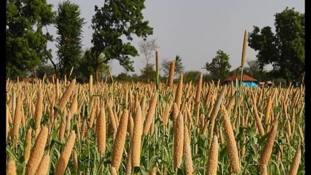 Millets farm (Photo:business-standard.com) 