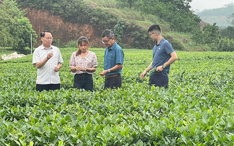 Growing clean tea at Kien Thuan Cooperative, Binh Thuan Commune, Van Chan District, Yen Bai. (Photo: Thanh Son). 