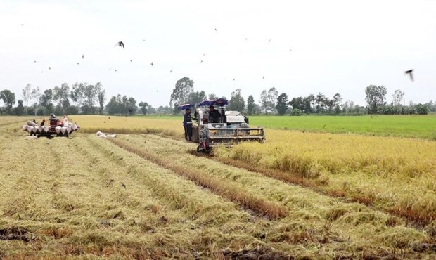 Harvesting rice in the Mekong Delta (Photo: VNA)