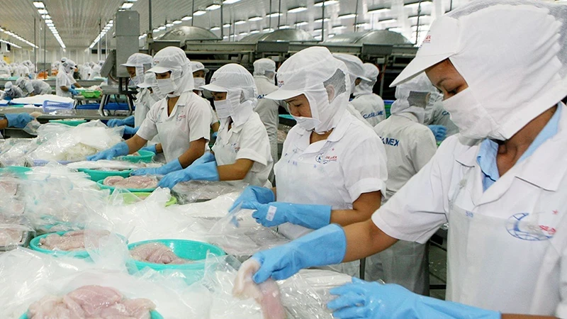Seafood processing at Can Tho Import Export Seafood Joint Stock Company (Can Tho City). (Photo QUOC TUAN)