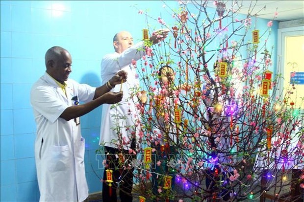 Cuban experts decorate the peach blossom to welcome Tet at the Dong Hoi Vietnam-Cuba friendship hospital in Quang Binh. (Photo: VNA)