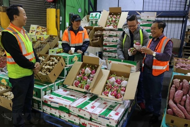 Vietnam's fresh dragon fruit is sold at a market in the Sydney. (Photo: VNA)