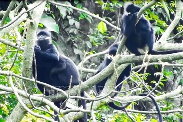 Hatinh langurs (Trachypithecus hatinhensis), a critically endangered primate species, are seen in Huong Phung commune, central province of Quang Tri's Huong Hoa district (Photo: VNA)