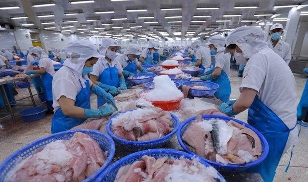 The fisheries production structure has undergone positive changes, with the proportion of aquaculture productivity increasing to nearly 57% in 2023 from 31% in 1995. (Photo: VNA)