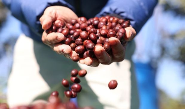 Vietnam is the second biggest coffee supplier of the EU in terms of volume and third largest supplier in terms of value in 2023. (Photo: VNA)
