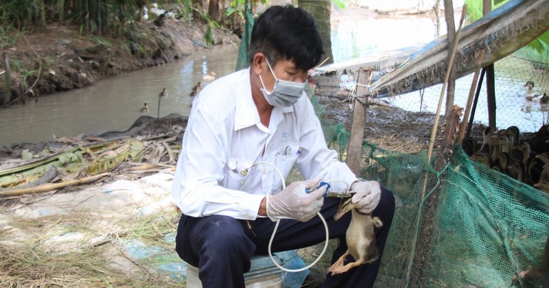 Veterinarian in Vi Thuy district, Hau Giang province vaccinate poultry (Photo: VNA)