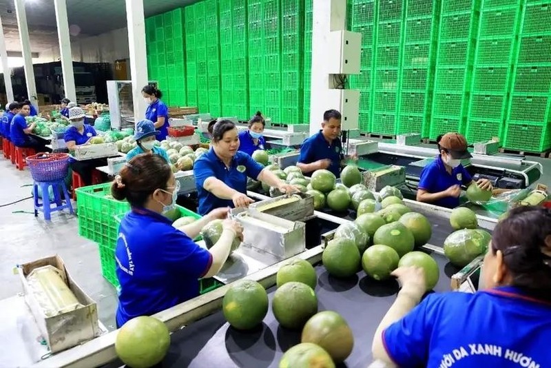 A green-skin pomelo packaging line for export in Mo Cay Bac district, Ben Tre province. (Photo: VNA)