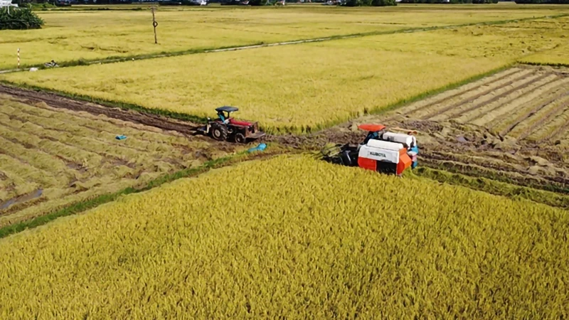 Agricultural cooperatives in Tay Hoa district use harvesters to harvest rice.