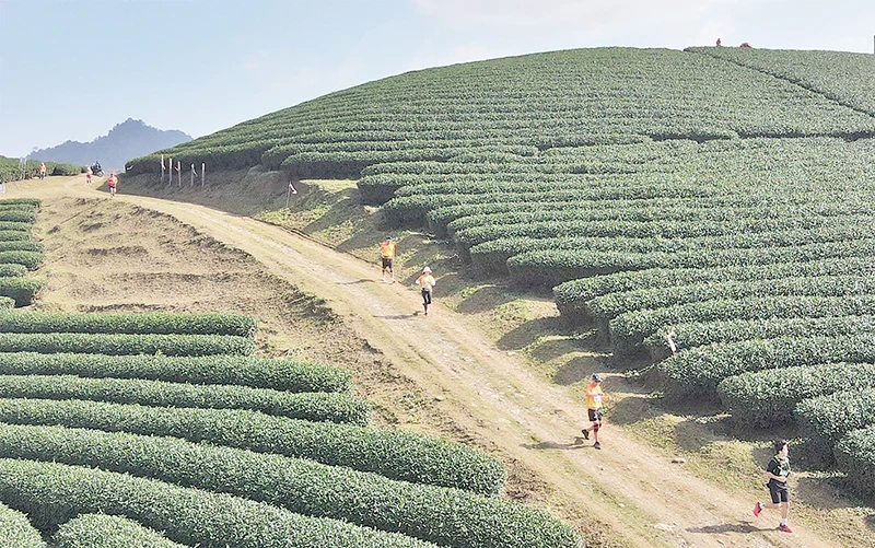 Athletes cross tea hills at the Vietnam Trail Marathon in Moc Chau District, Son La.