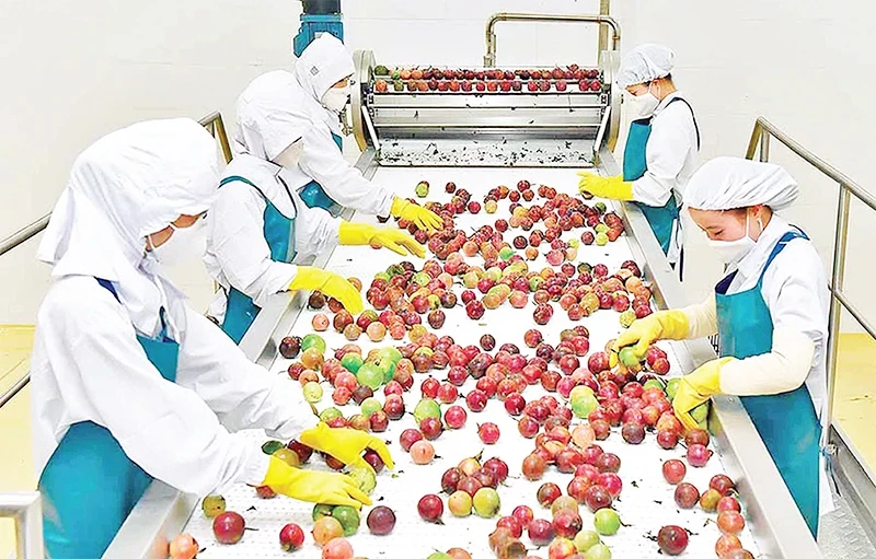 Passion fruit processing at Doveco Gia Lai Fruit and Vegetable Processing Centre. (Photo: DUC THUY)