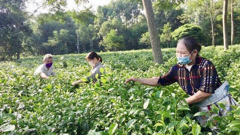 Farmers harvest tea in Ba Trai Commune, Ba Vi District, Hanoi. (Photo: Hien Thu)