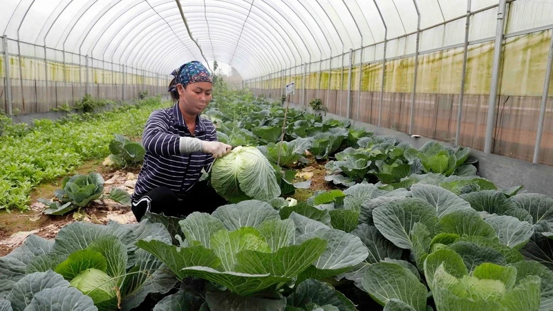 A model of a greenhouse for growing clean vegetables with high economic efficiency in Tam Xa Commune, Dong Anh District, Hanoi. (Photo: VNA)