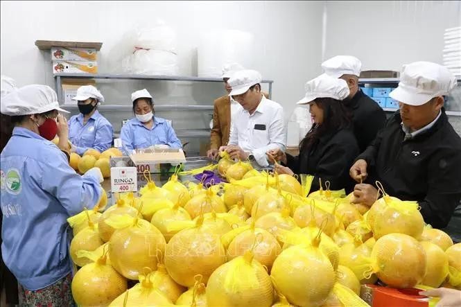 Hai Duong exports grapefruit to EU (Photo: VNA)