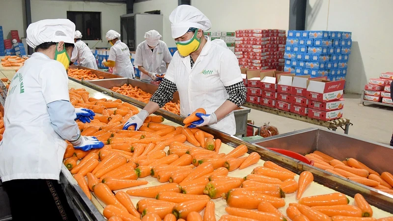 Processing carrots for export at AMEII Vietnam Joint Stock Company, Hai Duong Province. (Photo: TRAN DUC)