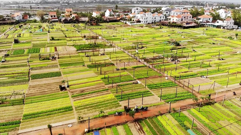 Tra Que Vegetable Village has just been recognised as one of the Best Tourism Villages of 2024 by the United Nations Tourism Organisation (UN Tourism)