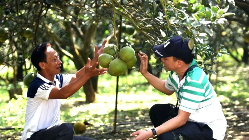 Ngo Van Son (left), one of the long-time grapefruit growers in the Tan Trieu area.