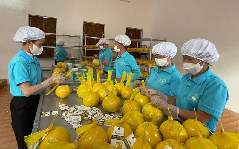 Workers package Dien pomelo before exporting the products to the UK. (Photo: NDO)