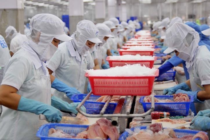 More than 90% of Tra fish (Pangasius hypophthalmus) available in the US market comes from Vietnam. (Photo: VNA)