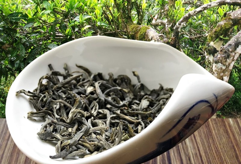 Phin Ho ‘shan tuyet’ tea – specialty of Ha Giang