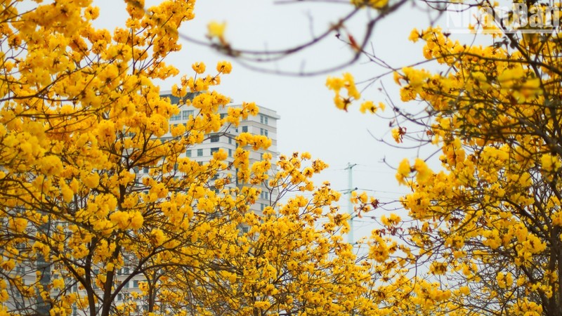 Blooming golden trumpet trees excite photo seekers in Hanoi