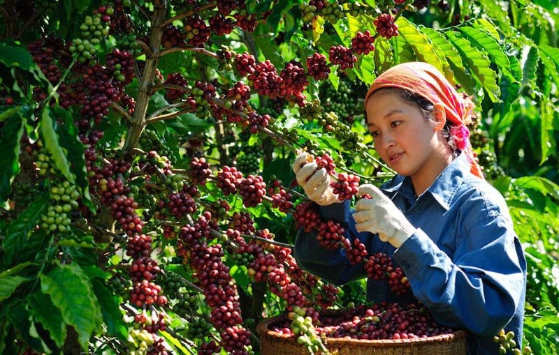 Vietnam's coffee exports in February 2023 reached 180,000 tonnes, earning 393 million USD, up 26.3% in volume and 26.5 per cent in value on month.
