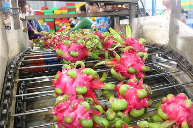 Agro-forestry-aquatic product exports reach 15.66 billion USD in four months (Photo: VNA)