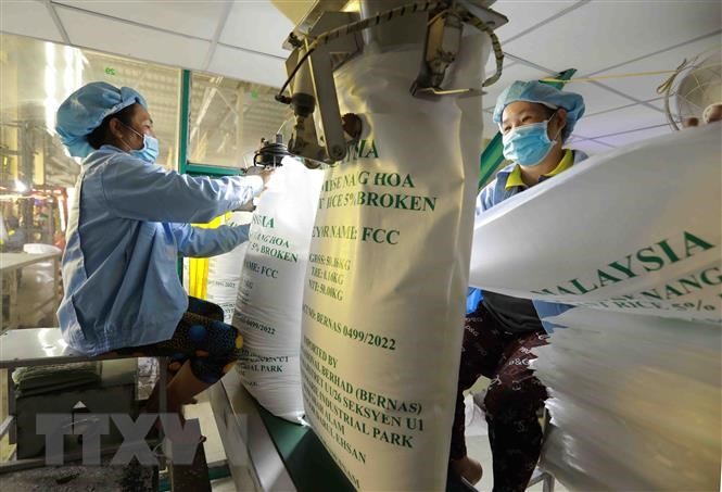 Export of rice posts highest growth among key agricultural products (Photo: VNA)
