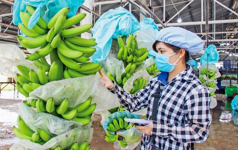 Export of Vietnamese fruits, vegetables sweeter by the day (Photo: VNA)