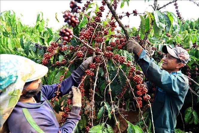 Vietnam earns over 2 billion USD from coffee exports (Photo: VNA)