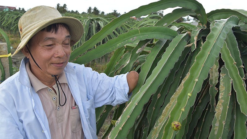 War veteran Nguyen Van Son at his dragon fruit garden.