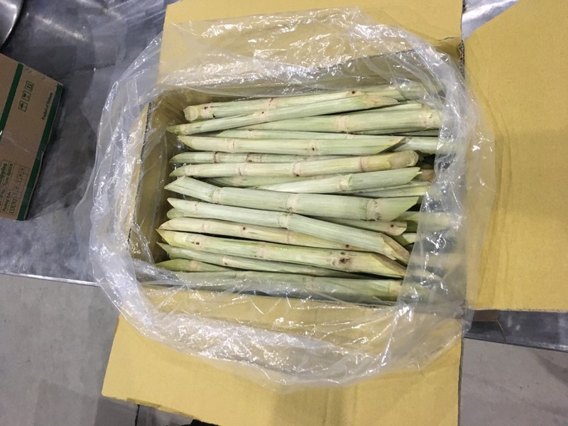 Second batch of fresh sugarcane to be shipped to US - Illustrative image (Photo: laodong.vn)